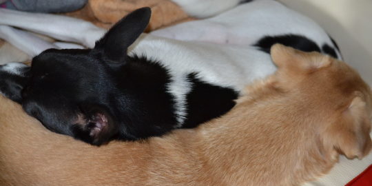 Wenn der Hund hustet, gibt es hilfreiche Mittel aus der Natur.