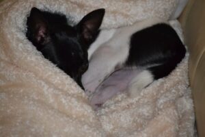 Durchfall beim Hund? Dann ist Ruhe angesagt.