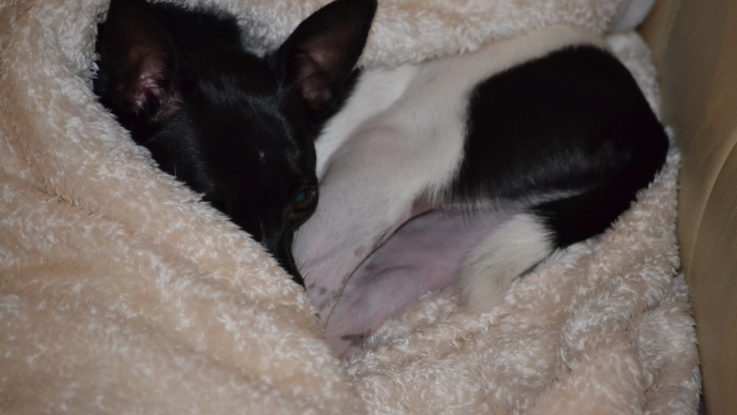 Stört mich jetzt lieber nicht Gute Laune, schlechte Laune - auch bei Hunden.
