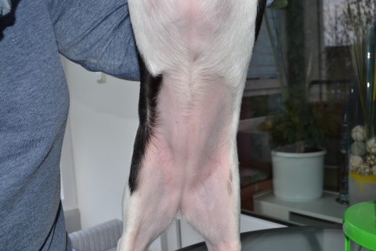 Amys Bauch ist komplett kahl.