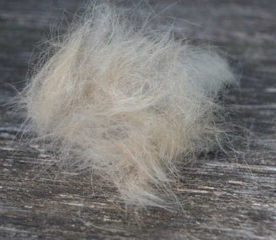 Lose Haare und Unterwolle lösen sich auf wundersame Weise.