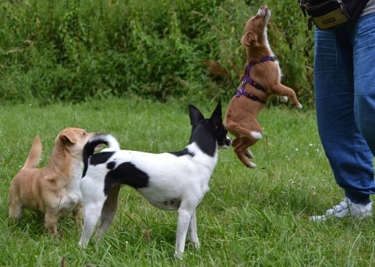 Auch kleine Hunde wollen gefordert werden.