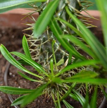 Madagaskarpalme