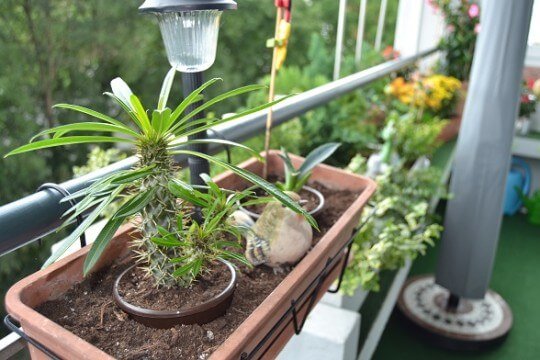 Sommersitz meiner kleinen Madagaskarpalme.