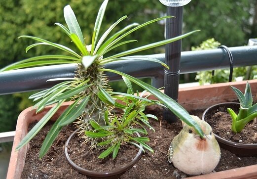 Madagaskarpalme