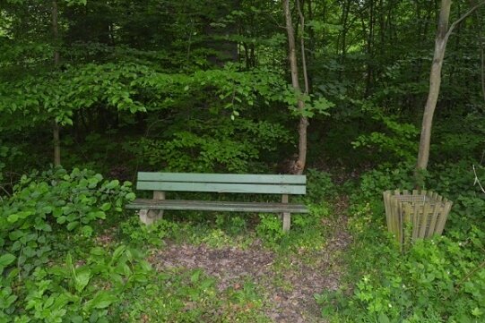 Eine Bank im Wald ist mehr als ein Ort zum Ausruhen.