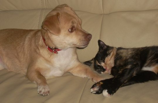 Schokolade schadet sowohl Hund als auch der Katze!
