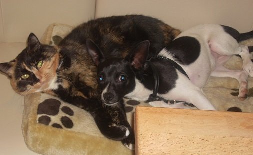 Wozu brauche ich Hundefreunde Amy mit ihrer besten Freundin "Sieben