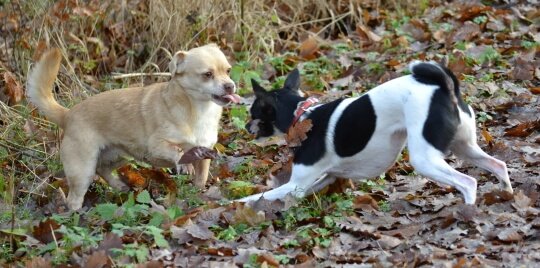 Kastrierte Hunde spielen gerne. Ja und?