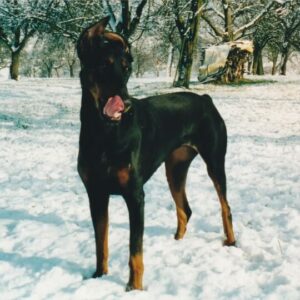 Der Dobermann - edel und anmutig.