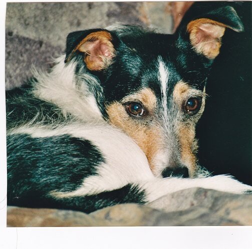 Ein glücklicher und zufriedener Jack Russel
