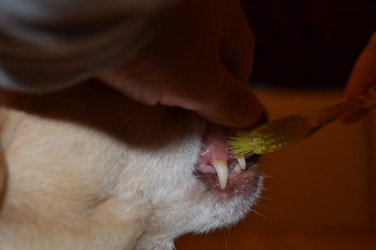 zahnpflege beim Hund Der Zahnstein muss weg