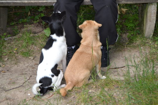 Hund belohnen Warten auf die Belohnung.