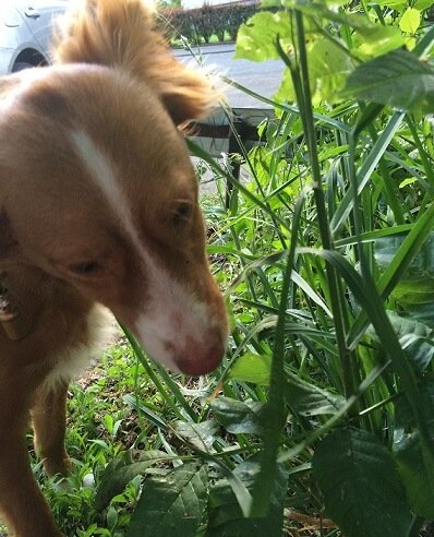 Warum fressen Hunde Gras?