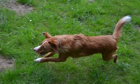 Sashi-Spatz jagt.
