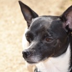 Hundeblog