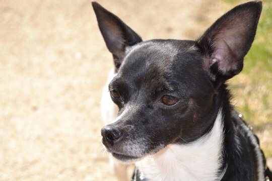 Hundeblog