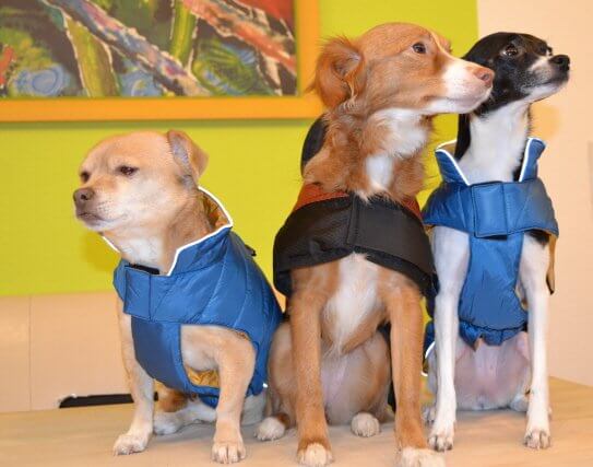 Hier mal alle drei mit Hundemantel.