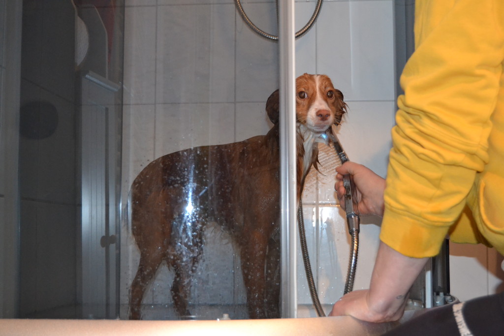 Sashi-Schwein muss baden.