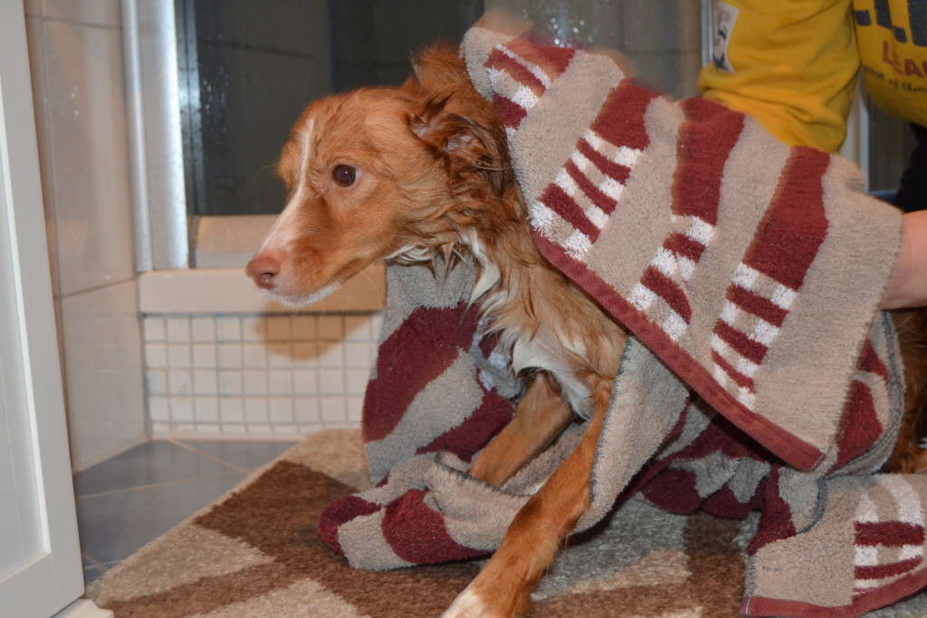 Das "Gerubbel" mögen die meisten Hunde.