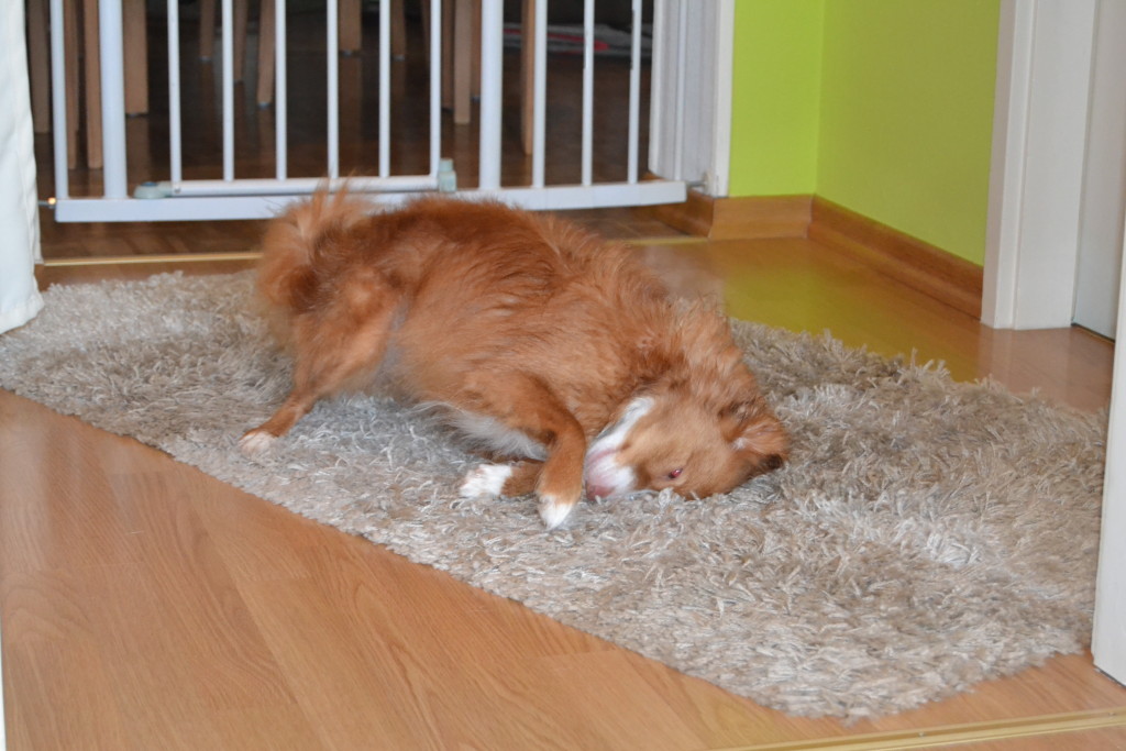 Jetzt aber schnell selbst "Hund" sein.