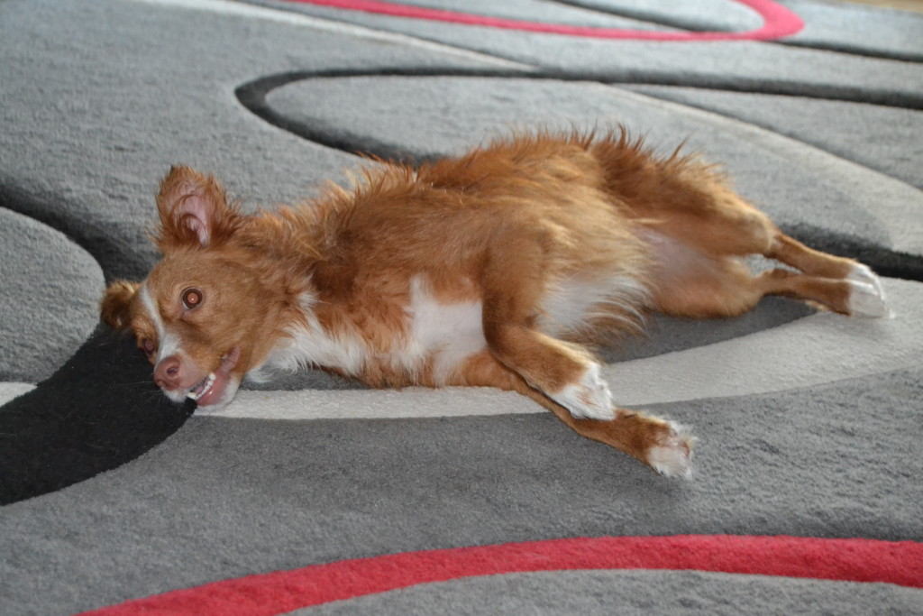 Ende gut, alles gut. Hund sauber, Frauchen happy.
