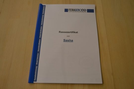 Rassehundbestimmung