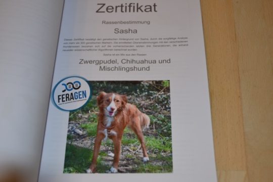 Rassehundbestimmung