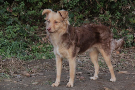 Maira