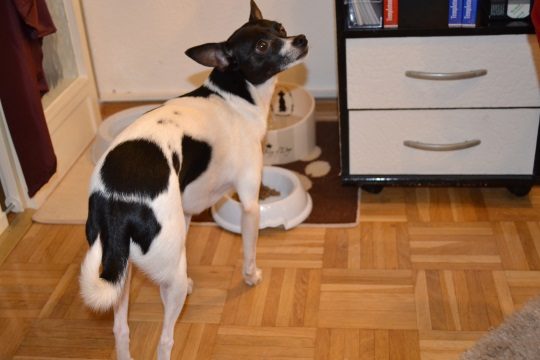 Amy braucht einfach Softbrocken - der Dame ist das Futter zu hart.