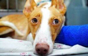 Auch Amy ist eine "zerstörte" Galga.