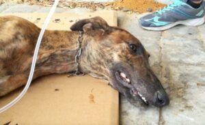 Sasha ist eine Galga. Nach der Jagdsaison werden viele Galgas ausgesetzt oder Schlimmeres. So auch Sasha. Sie wurde angefahren und sehr schwer verletzt.