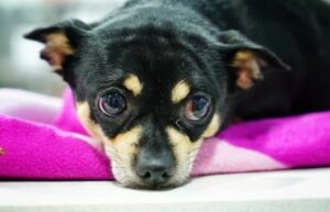 Shira ist die Treppe herunter gefallen und hat sich schlimm verletzt. Ihre Menschen baten "Let's Adopt" um Hilfe.