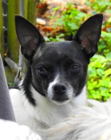 Amy im Hundeblog