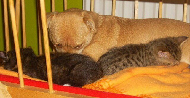 Nele sorgte für die Katzenbabys wie für ihre eigenen Jungen.