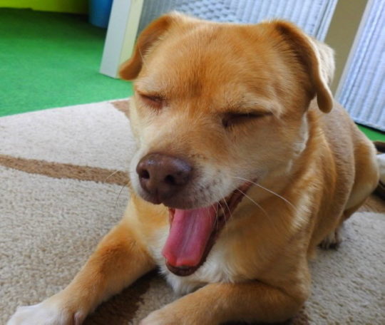 ... i mog net futtern Nele bei der Hundefotografie