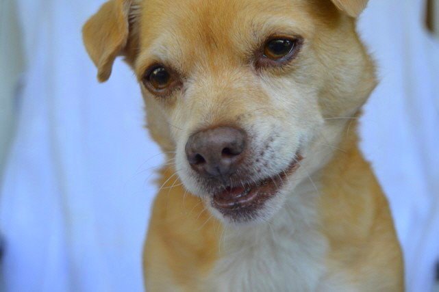 Nele im Hundeblog