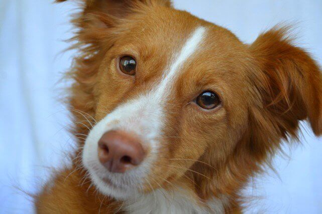 Hundefotografie Sasha
