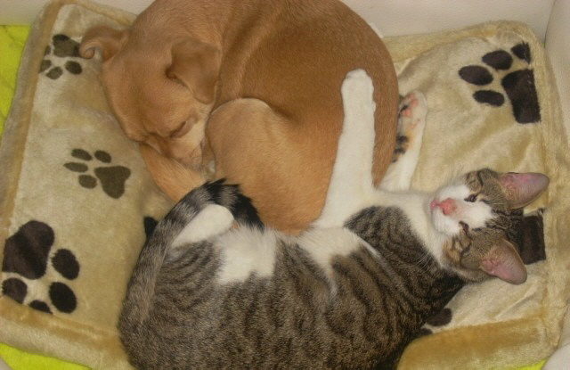 Egal ob Hund oder Katze, zusammengekuschelt schläft sichs besser Nele und der blinde Schrubber