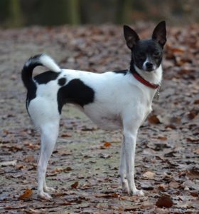 Wer braucht schon eine Löwenmähne... pahh! Jojobaöl als Pflegemittel für Hunde