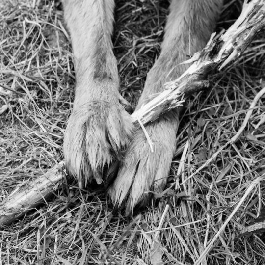 an den Vorderläufen braucht der Hund den "Daumen"