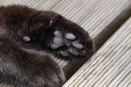Übrigens: auch Katzen habe Wolfskrallen, wie man hier gut sehen kann
