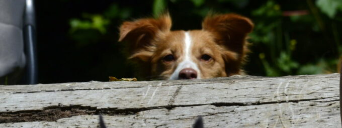 Wenn der Hund hustet, gibt es hilfreiche Mittel aus der Natur.