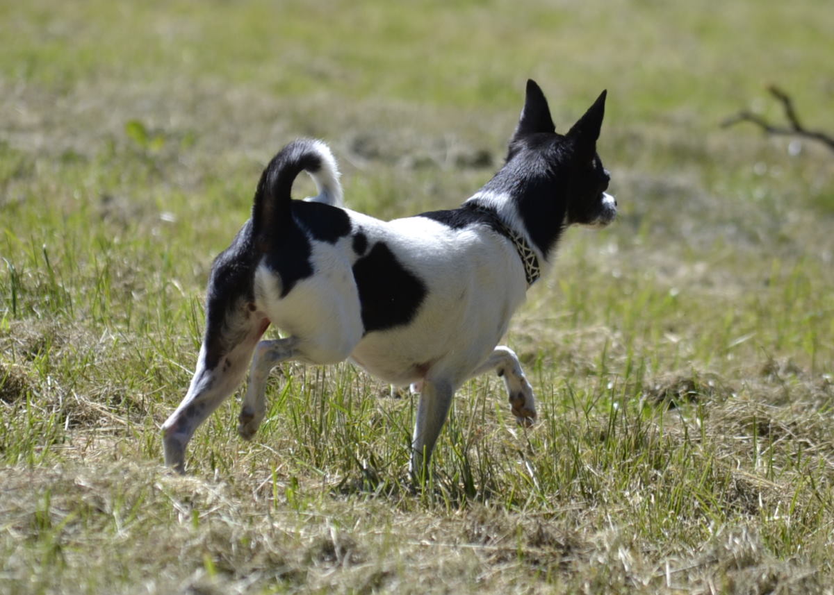 Blähungen beim Hund alles über Ursachen und was du tun kannst