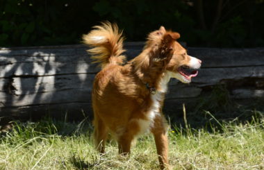 Sodbrennen beim Hund