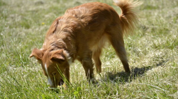 Hund erbricht gelben Schaum