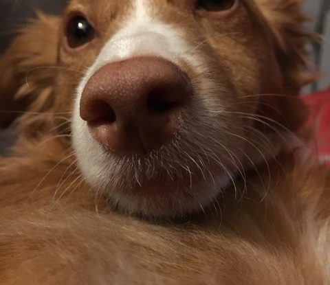 Fakten über Hunde Fakten über Hunde