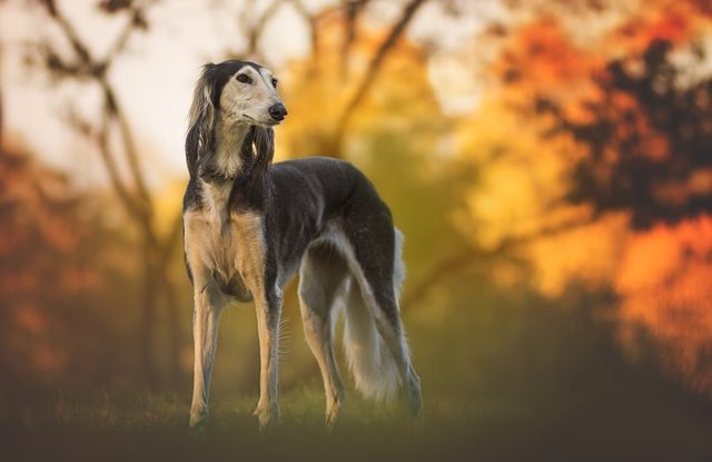 Der Saluki (Windhund) Der Saluki (Windhund)