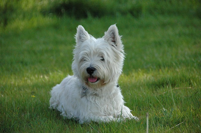 Der Westie Der Westie