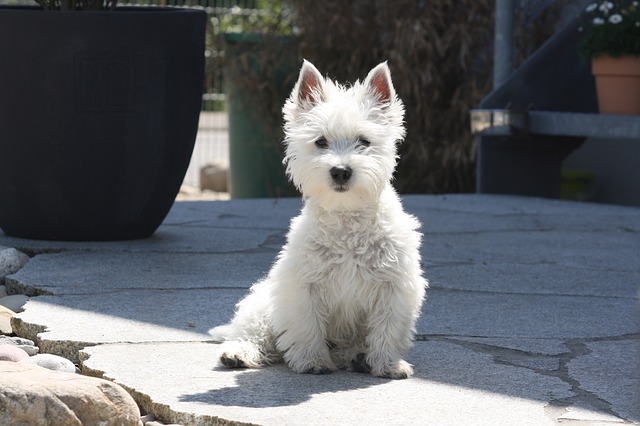 Westie Westie